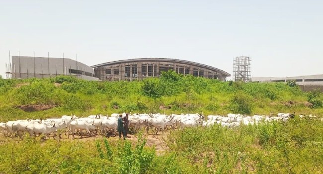 Kaduna Cattle Rustling: Troops Recover Over 500 Cows Kaduna Cattle Rustling: Troops Recover Over 500 Cows